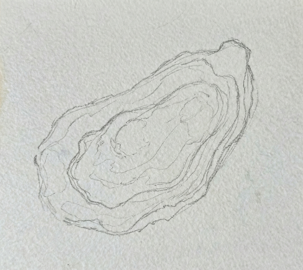 Pencil sketch of an oyster shell on textured paper