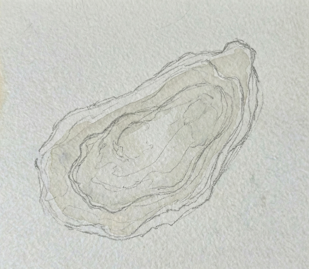 Outline of an oyster shell on textured beige paper