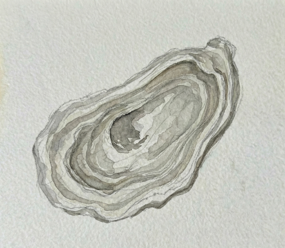 Artistic depiction of an oyster with concentric layers on a textured light gray background
