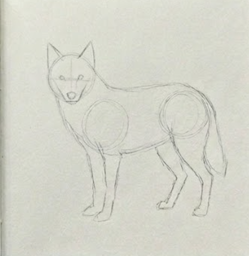 Sketch of a wolf on a plain background