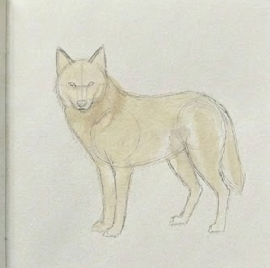Sketch of a wolf on a light beige background