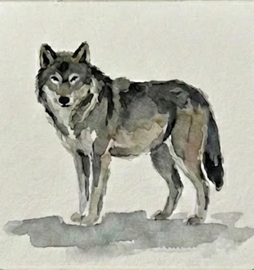 Watercolor painting of a wolf on a light background