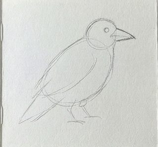 Skeched outline of a crow on a white background