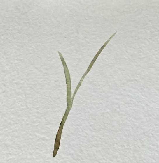 Watercolor botanical illustration, step one: painting the stem. A thin, organic brown-green line using sap green and burnt sienna on textured watercolor paper.