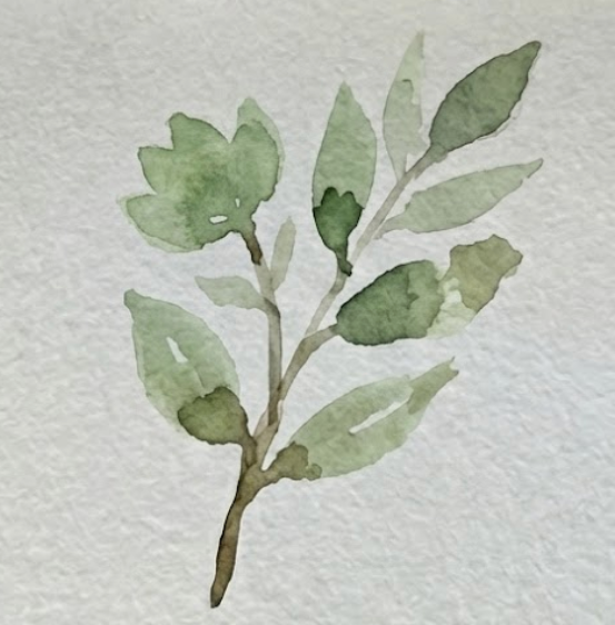 Watercolor botanical illustration, step two: adding single-stroke green leaves to the stem. Loose, transparent sap green leaves with a tiny gap at the base on watercolor paper.