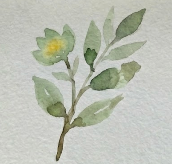 Watercolor botanical illustration, step three: painting the flower. A soft, wet-on-wet cerulean blue wash for the petals of the left flower head.