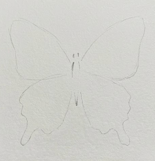 Initial pencil sketch outline for a loose butterfly watercolor painting.