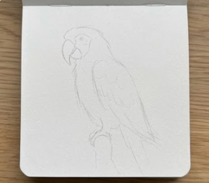 Outline of a parrot on a white sheet of paper with a wooden surface underneath