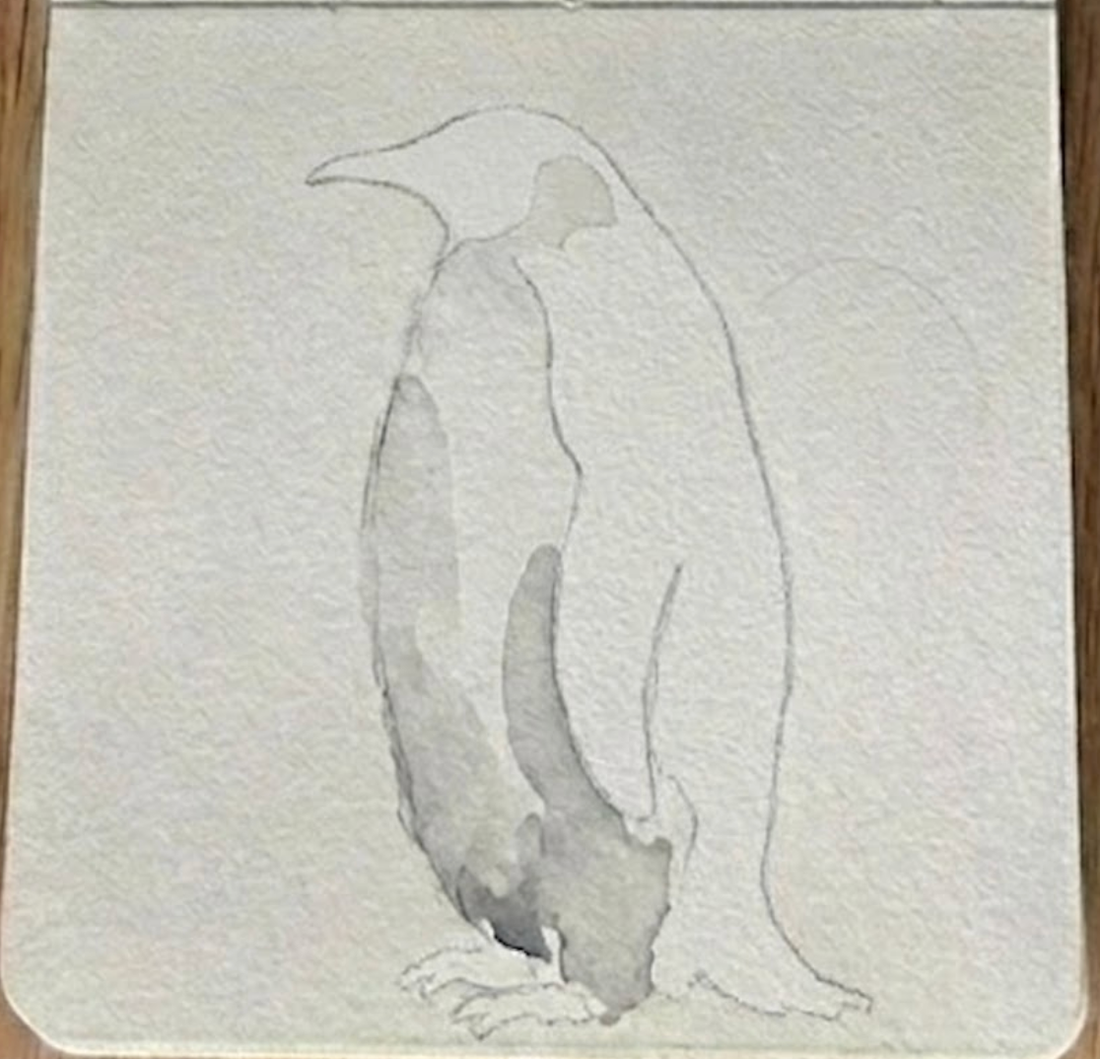 A soft, diluted gray watercolor wash applied to the left side of a pencil-sketched penguin to create a belly shadow, showing the second stage of how to paint a watercolor penguin.