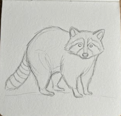 Pencil drawing of a raccoon on a piece of paper.