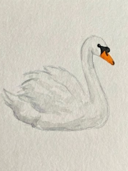 Detailed drawing of a swan with watercolors on a textured paper