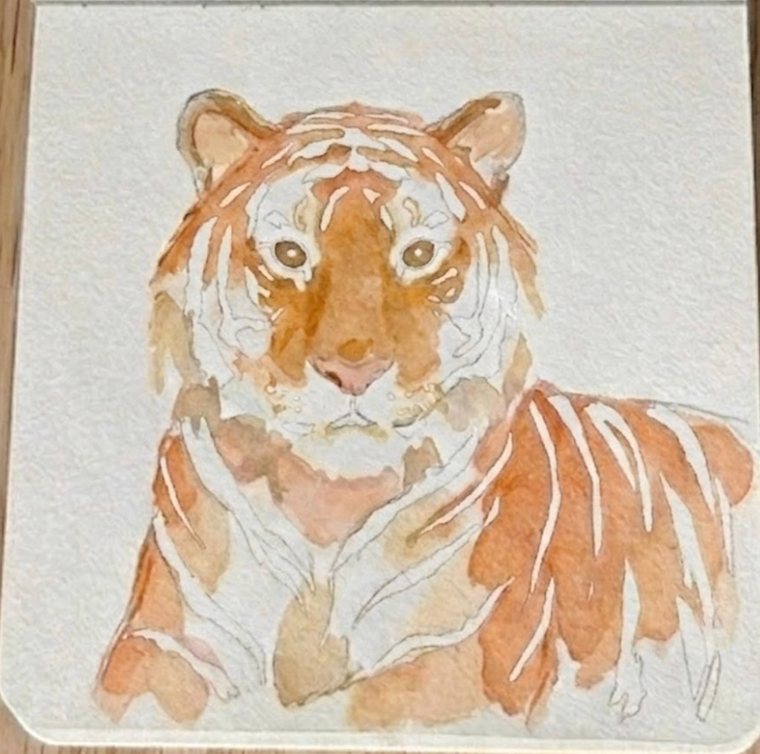 Step 3: Building fur depth and warmth with orange and brown midtones in a sketchbook tiger watercolor painting.