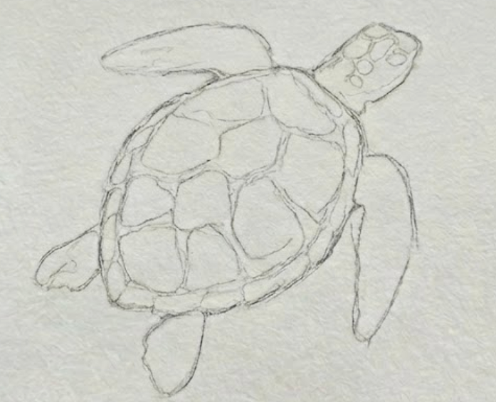 Pencil sketch outline of a turtle on textured watercolor paper.