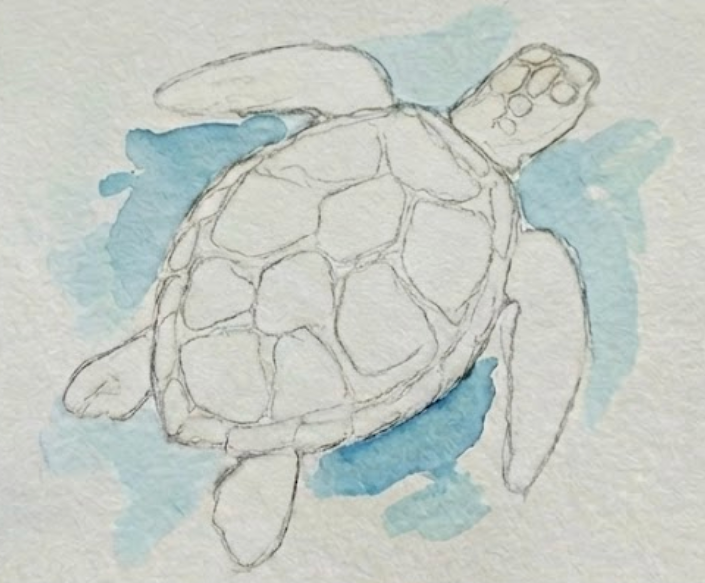 Turtle drawing with a light blue watercolor background wash applied