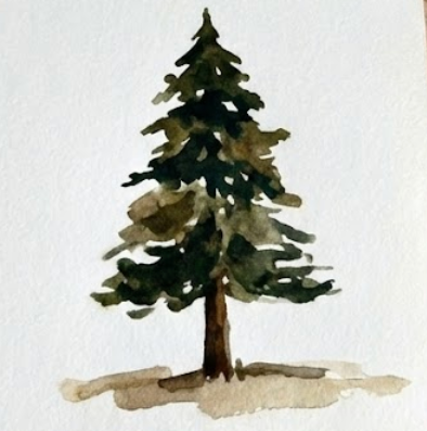 Watercolor painting of a pine tree on a white background