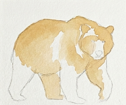 A light Raw Sienna watercolor wash applied wet-on-dry as the base fur layer for a bear watercolor painting.