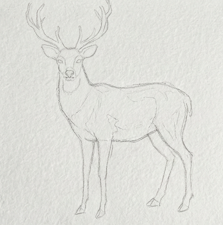 A light pencil outline of a standing stag with antlers on textured paper, showing the initial gestural sketch for a deer watercolor painting.