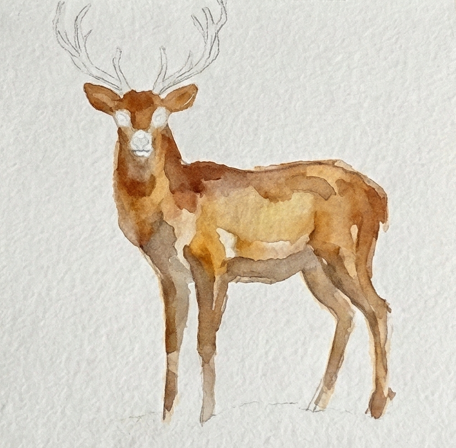 The deer portrait developing form with expressive, mid-tone Burnt Sienna washes applied to the body and neck for this step-by-step deer watercolor painting.