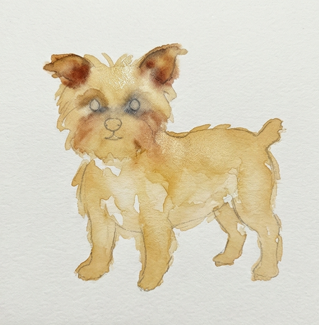 A Yorkshire Terrier outline filled with a luminous, watery first wash of Raw Sienna pigment, demonstrating the foundational layer technique for a dog watercolor painting.
