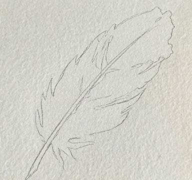 A light pencil sketch on textured watercolor paper showing the outline of a feather with a central quill and ruffled edges.