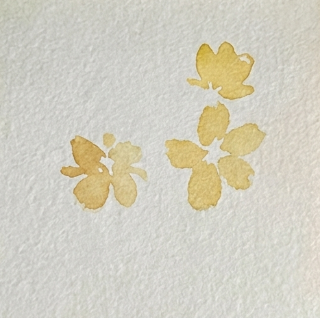Loose, five-petal yellow watercolor flower shapes are painted on textured paper, establishing the anchor points for a vintage bouquet study.