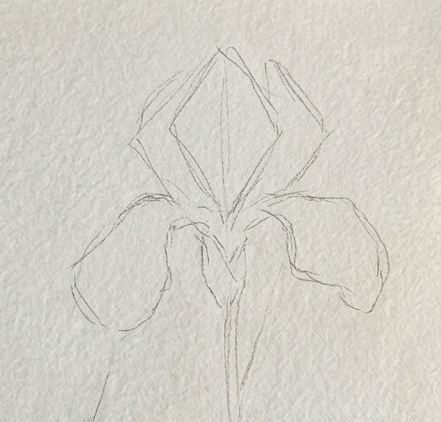 A light pencil sketch of an iris flower on textured watercolor paper, outlining the main petals and stem before any paint is applied.