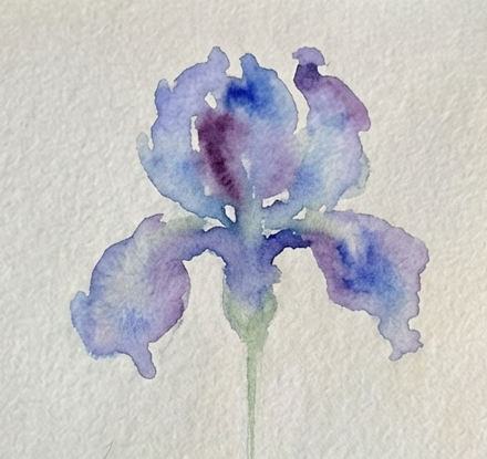 The first wash of watercolor is applied to the iris sketch, using wet-on-wet techniques with blue and purple pigments for the petals and a pale green for the stem.