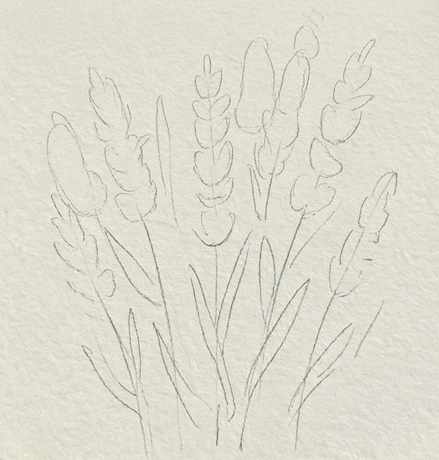 A clean graphite pencil sketch on textured watercolor paper, showing the initial composition and outlines of a bundle of lavender stalks. This is the foundational drawing step for a botanical watercolor tutorial.