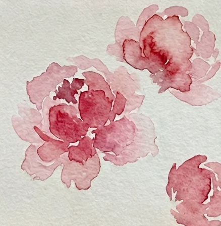Step 2 adding fluffy, pale pink outer petals to the dark centers, creating soft wet-in-wet bleeds for a loose watercolor peony.