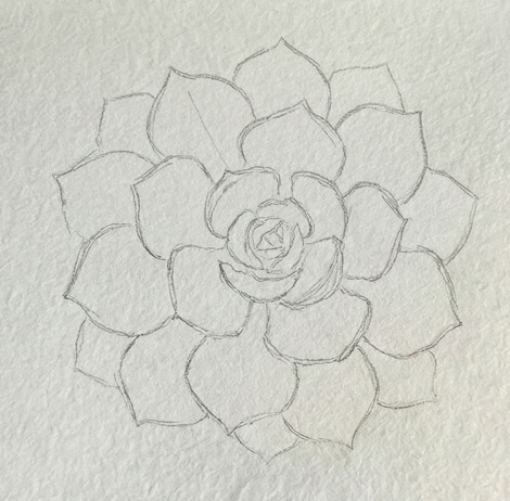 A detailed pencil sketch on watercolor paper, outlining the spiral rosette shape of the succulent with multiple layers of leaves.